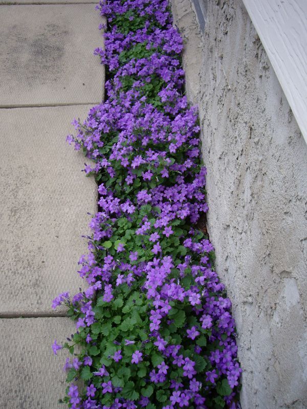 Purple Flowering Groundcover – Campanula Portenschlagiana – a plant that grows in less-than-ideal conditio