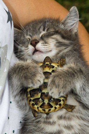 The kitten who fell in love with a turtle. Animals adopt other animals, outside their species, they love a