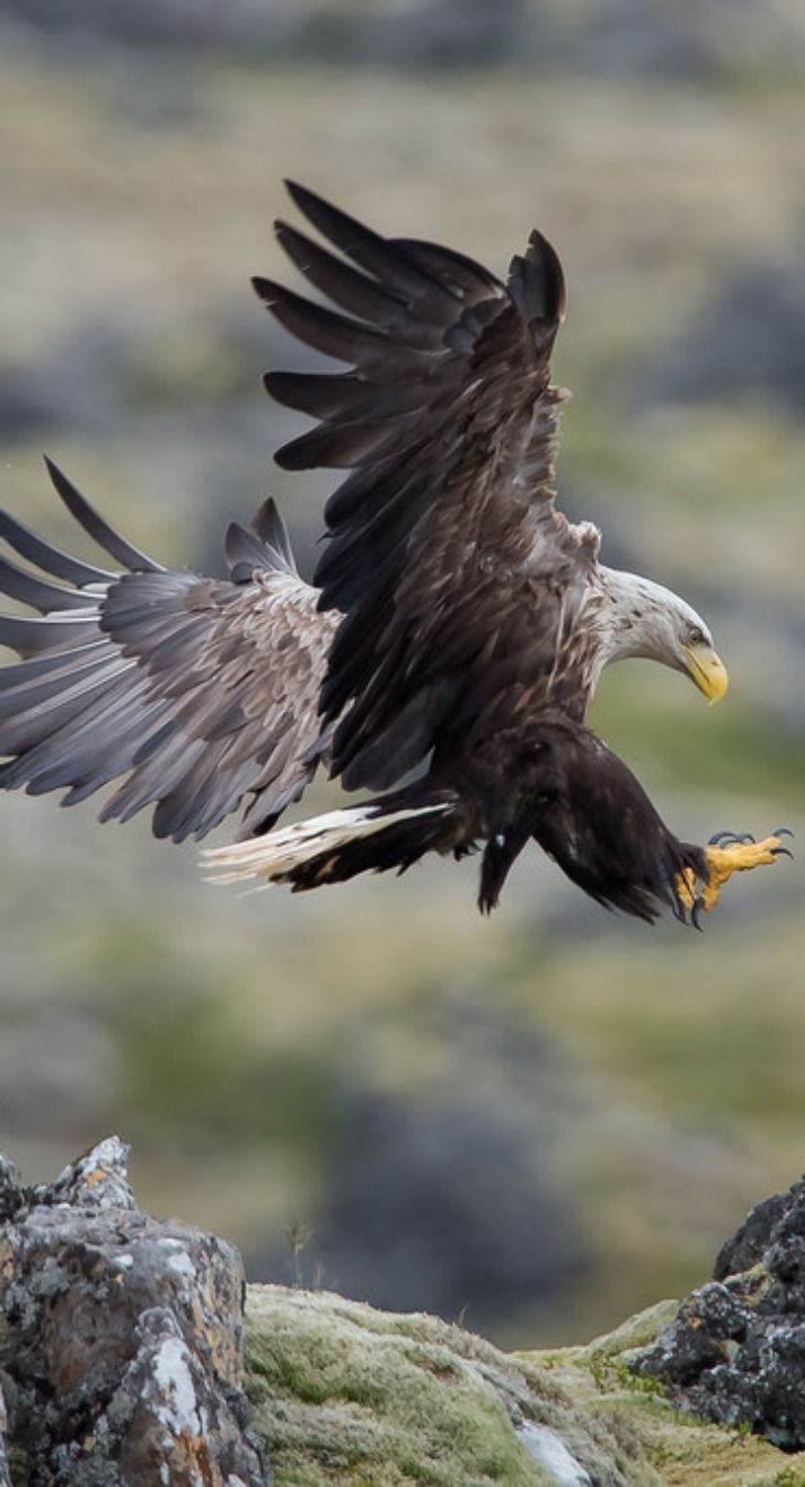 The White-tailed Eagle (Haliaeetus albicilla), Landing in Iceland