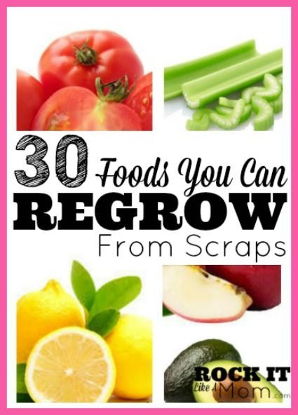 There are a ton of foods that, by following a few simple steps, can actually be regrown from the leftovers