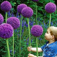 These are so cool-  often called truffula flowers inspired by Dr. Seuss – easy to grow too!