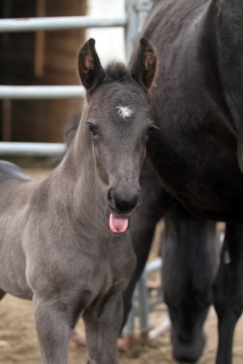 Cute foal with an attitude!
