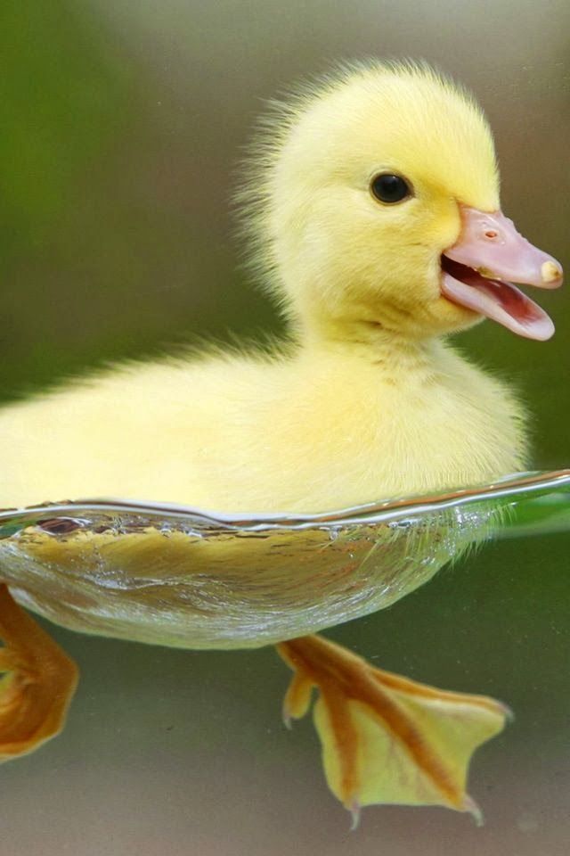 Every time I see a yellow fuzzy duckling like that, i just want to stick my hand in a rub its fuzz! ITS SO