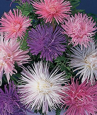 firework aster These perennial flowers grow well in average soils, but needs full sun. Aster flowers come