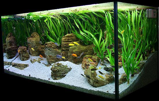 Fish Tanks Aquascaping | Malawi Lake by Oliver Knott | Blue Aquarium