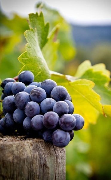 fruit: Grapes, blue on harvest pole (via LovelieGreenie.tumblr)