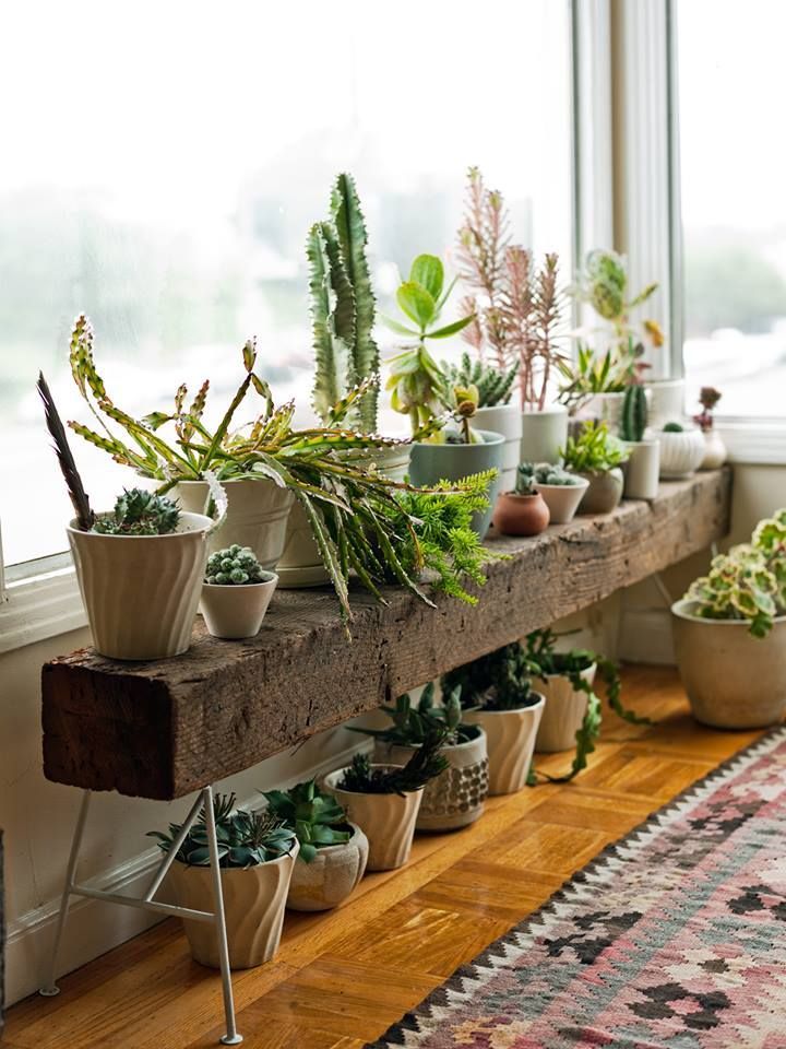 Get tips on all kinds of house plants with our guide.