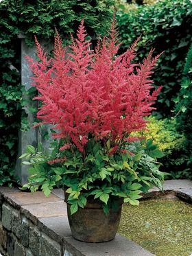 Great idea to put astilbe in a pot!! Gives great height and love the color :)