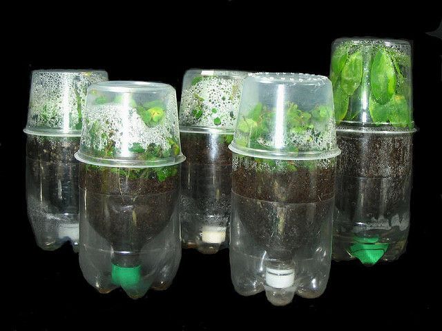 great way to start seeds!  Also – maybe clear drink cups with lids like from a fast food place?