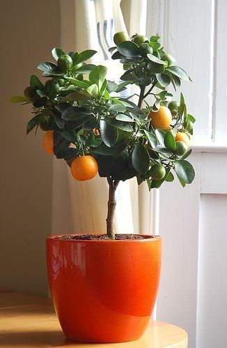Growing Citrus Indoors: 5 Helpful Tips | Apartment Therapy