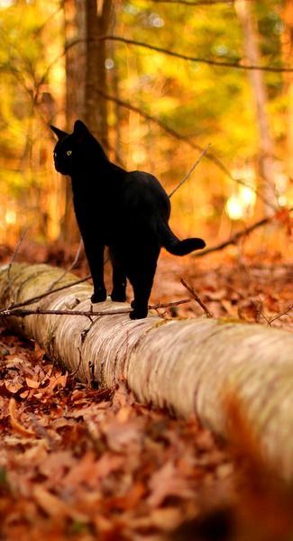 * * ” I luvs to hunt, except in winter. Tracks a total give-away ands my tail could get frozen and snap of