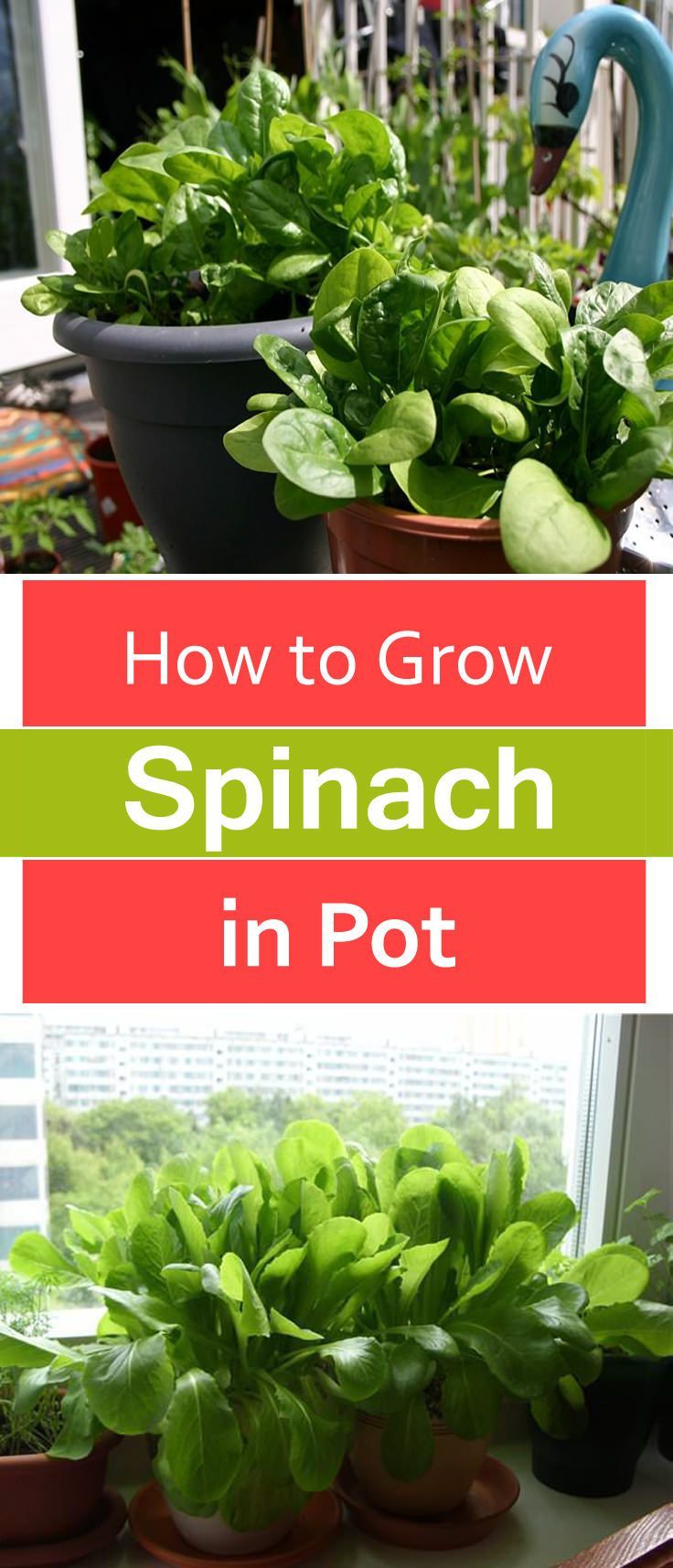 Learn how to spinach in pots, it is one of the vegetables that you can grow in shade and in any kind of sp