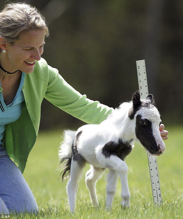 Meet Einstein, the world’s smallest horse who weighs less than a newborn baby.  OMG. Oh…..my……goodne