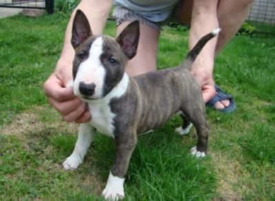 Mini Bull Terrier – hypoallergenic, good with kids. Why so expensive!?!