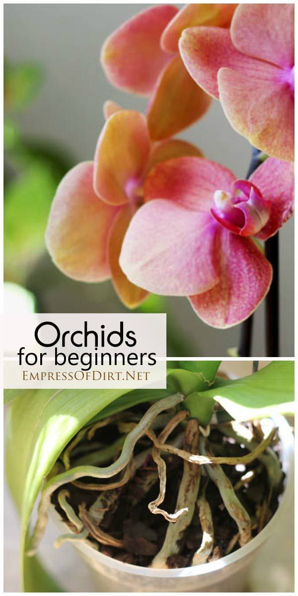 Orchids for beginners: an experienced grower tells how she cares for her orchids and what you need to know
