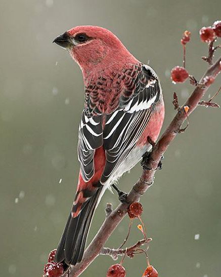 Pine Grosbeak (Pinicola enucleator). A large finch found in coniferous woods across the western mountains