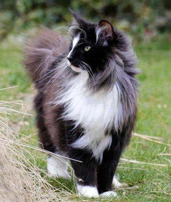 Quiet as a Mouse. Norwegian forest cat is generally quiet but when he speaks, its with chirps and meows.