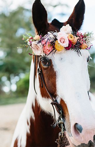 Romantic Pink Hawaii Beach Elopement – Inspired by This, Paint horse with flower crown wreath on its head.