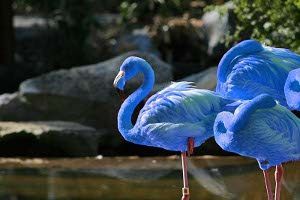 South American Blue Flamingos, Yes, they are real, but only 13 are known to exist. The blue color comes fr