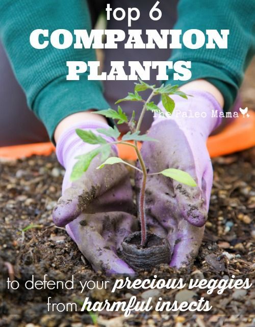 Top 6 Companion Plants to Defend Your Precious Veggies from Harmful Insects | The Paleo Mama