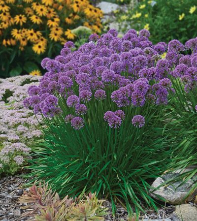 Allium Millenium is a versatile perennial for a sunny garden because of its compact upri