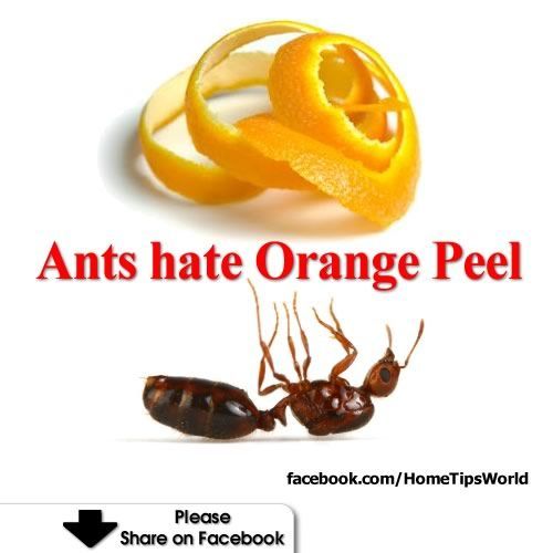 Ants Hate Orange Peel – Natural Pest Control