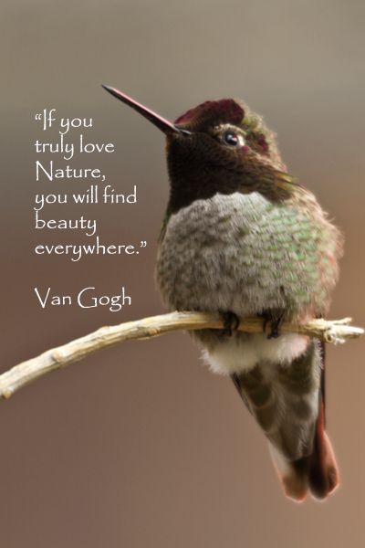 “If you truly love Nature, you will find beauty everywhere.” – Van Gogh – On image of hummingb