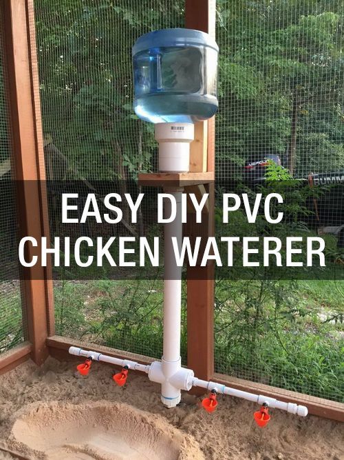 Learn a super easy way to keep your flock watered: www.mychickencoop…