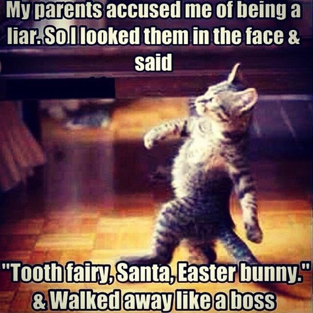 My parents accused me of being a liar funny memes cat meme lol funny quotes hilarious laughter humor f