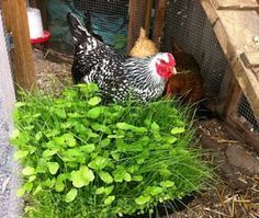 Plant alfalfa, clover, and flax for chickens to eat to increasethe omega 3s on their eggs
