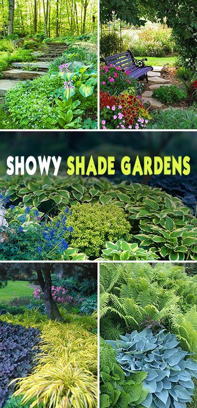 Showy Shade Gardens • Wonderful tips and ideas!