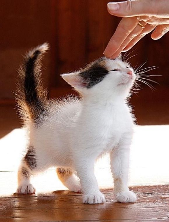 The Gentle Touch | Cutest Paw