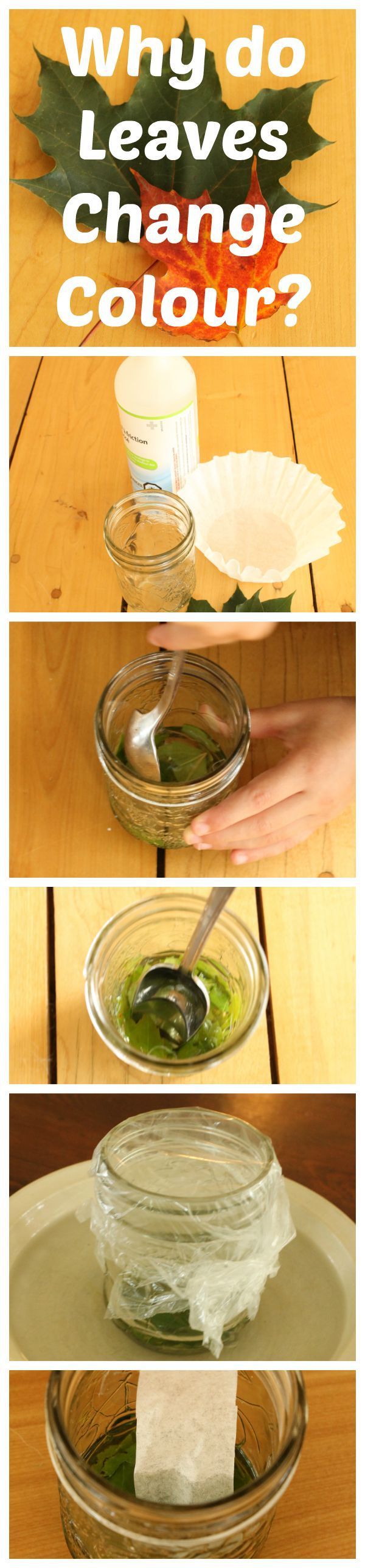 A simple science experiment to show why leaves change color!