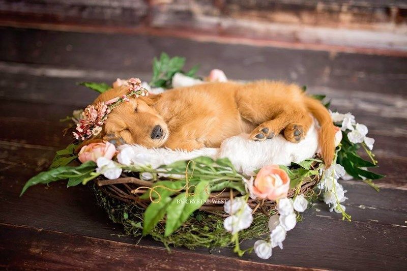 All Puppies Should Have Newborn Photoshoots, Not Just This One