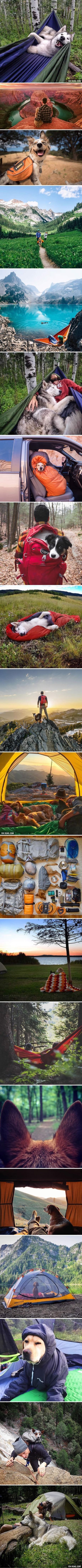 Camping With Dogs Is The Most Wonderful Thing Ever