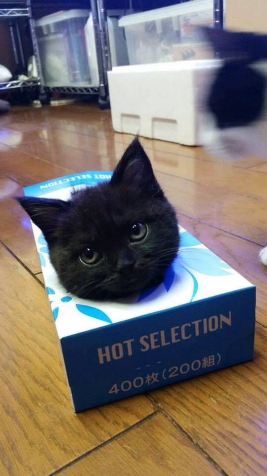 Cat In A Box #Funny