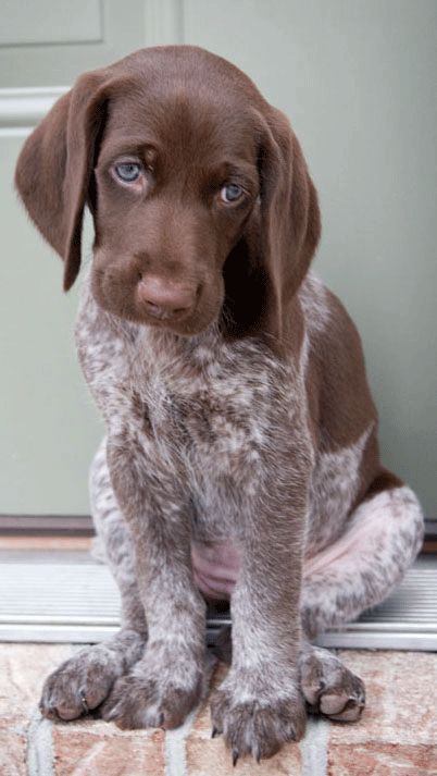German Shorthaired Pointer pup. Cuteness personified