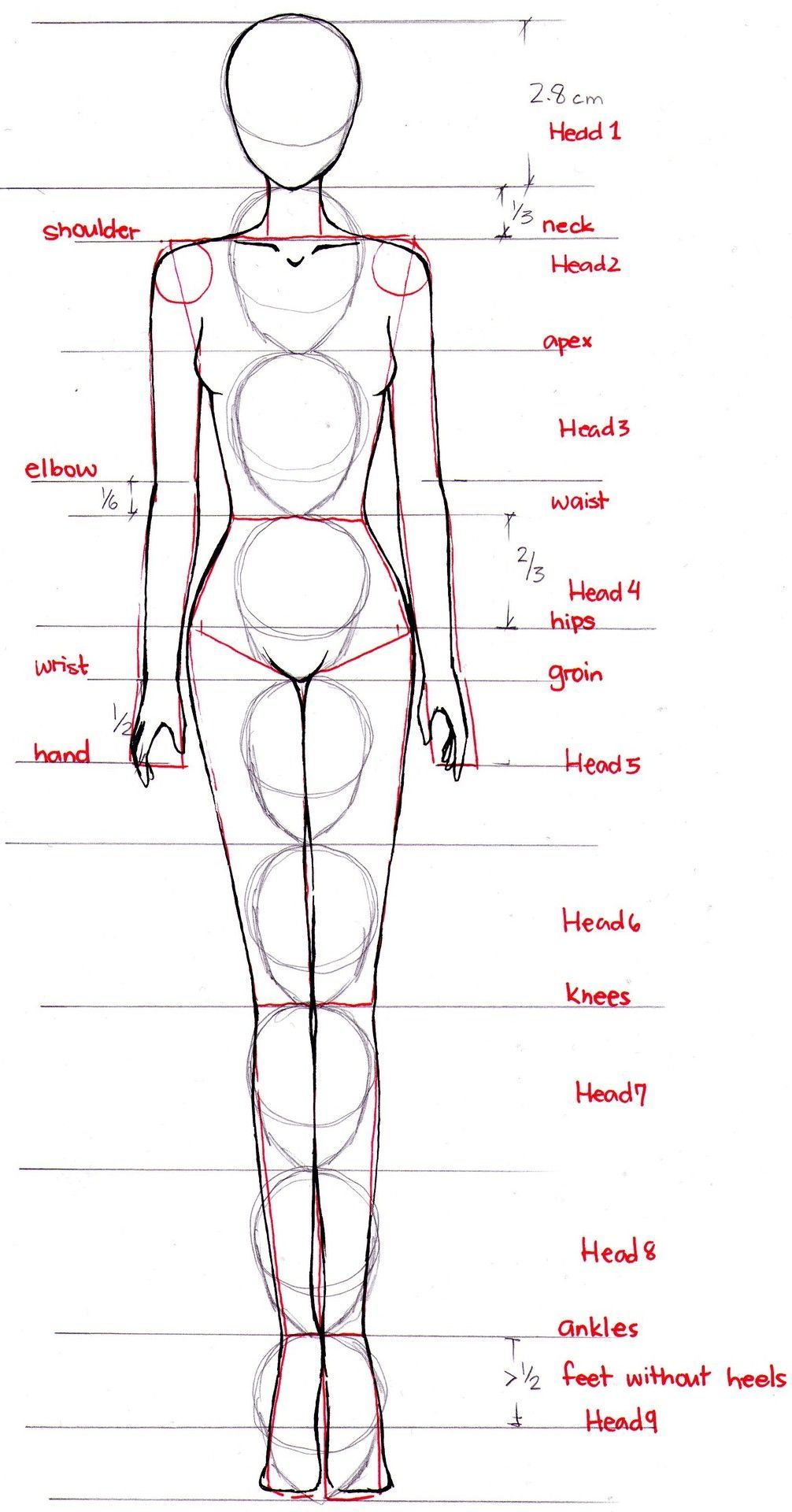 How to proportion the anime/manga/fashion style female body. — Drawing tools, inspiration, tutorial