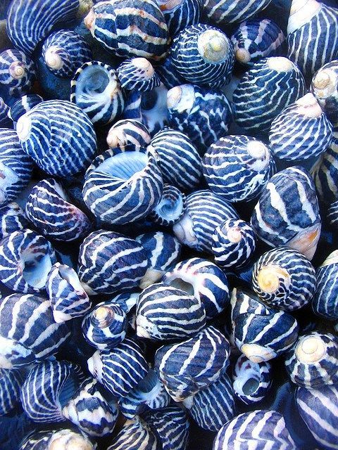 Blue sea shells by the sea shore