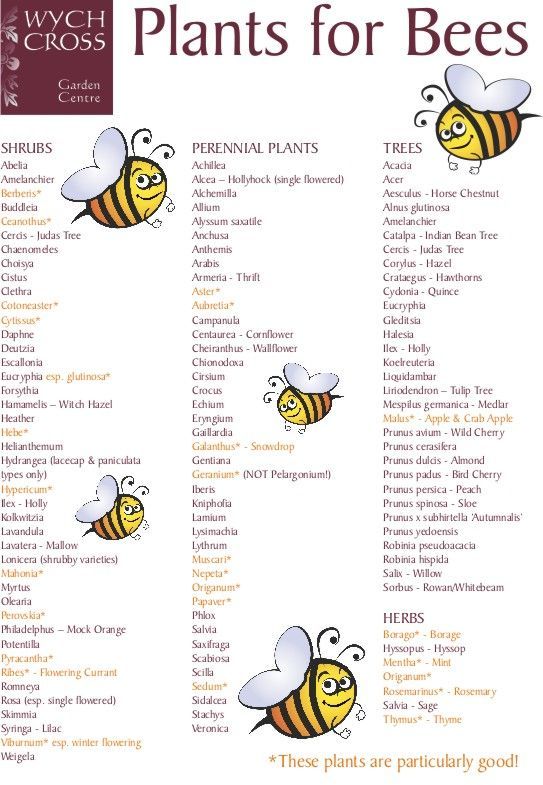 Current farming practices leave bees without enough food year round. These plants