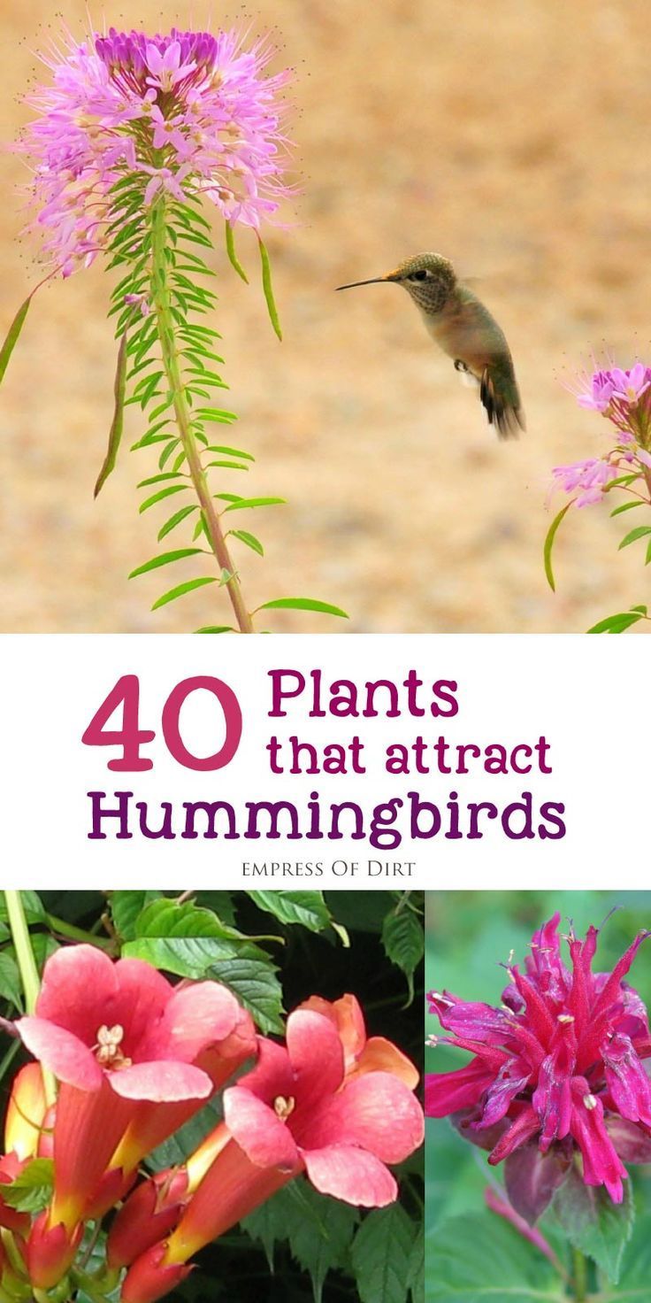 Love hummingbirds? There are many different flowering plants you can add to your g