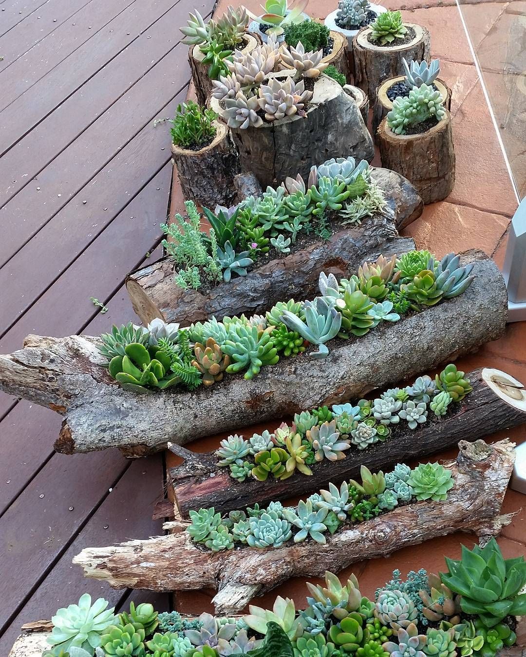 succulent gardens in hollowed out logs