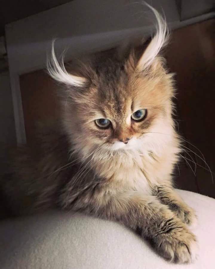 The fluffiest of fluffy ears!