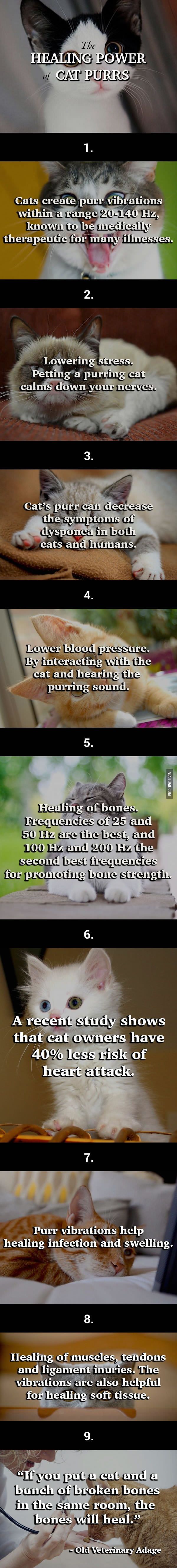 Trust Me! A Cat’s Purr May Help You Live A Longer Life!