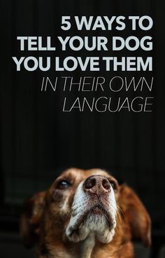 5 Ways To Tell Your Dogs You Love Them In Their Own Language  — great read!!!