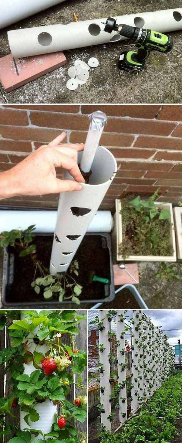 Grow sweet strawberry in a vertical PVC tube is great solution for small garden or