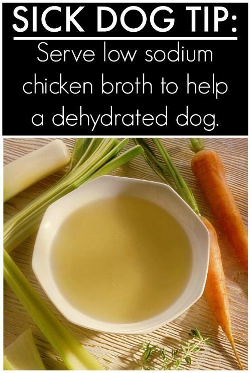 Is your dog sick? Try this Homemade Chicken Broth for Dogs – great for a dog tha