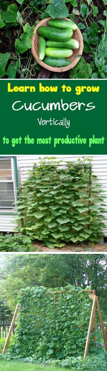 Learn how to grow cucumbers vertically to get the most productive plant. Growing c