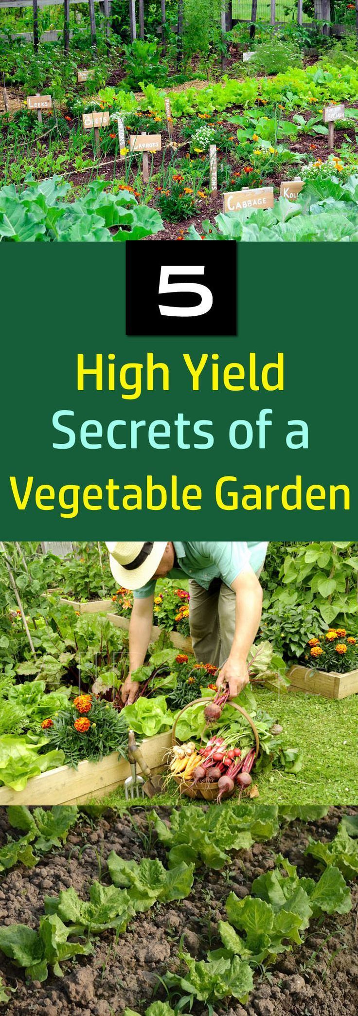 Love growing your own vegetables? These 5 high yield vegetable garden secrets will