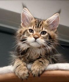 Maine Coon beauty… More